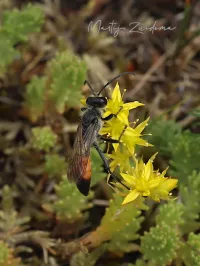 Sabelsprinkhanendoder [Sphex funerarius]